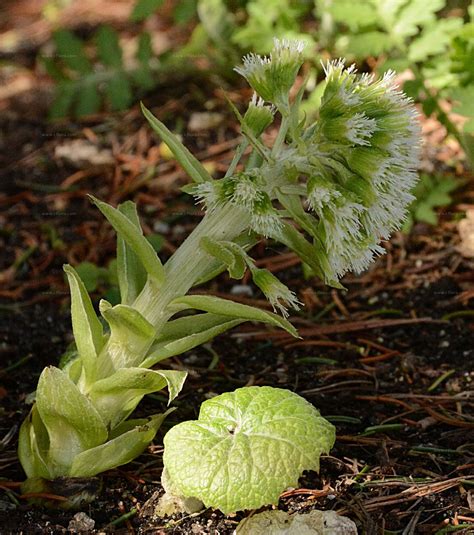 Suche nach Arten - Weiße Pestwurz (Petasites albus (L.) Gaertn.)