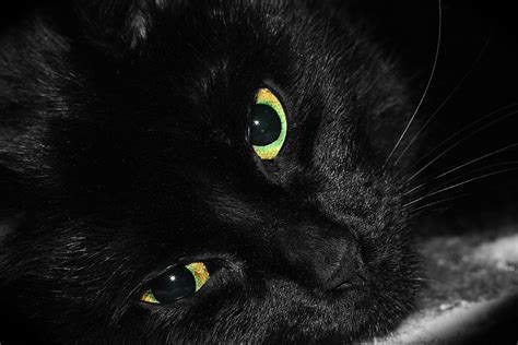 Black Cat With Green Eyes Photograph by Tracie Kaska