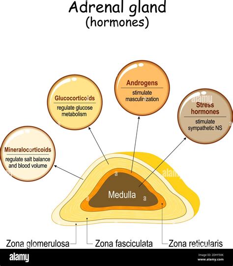 Adrenal Gland Diagram