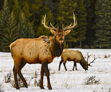 Best Time to Visit Banff National Park : Find the best time to go to Banff - tosomeplacenew