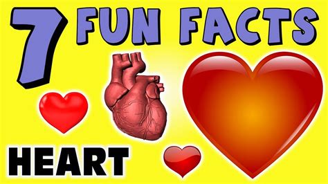 Heart Facts For Kids