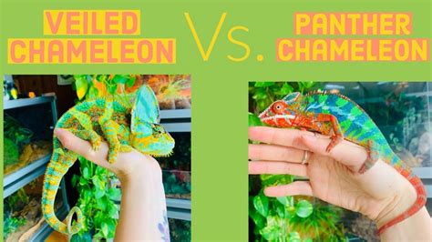 Jackson Chameleon Vs Veiled: Get The Main Difference In 2023