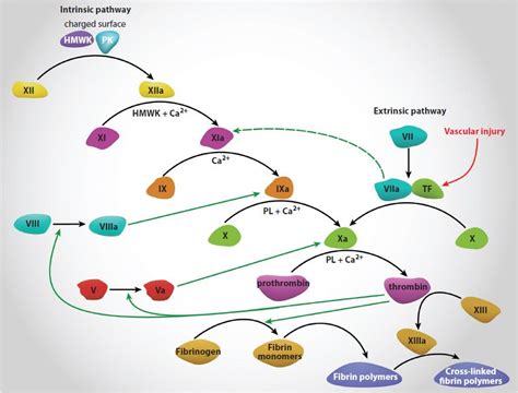 51 Hemostasis: Blood Coagulation | Basicmedical Key