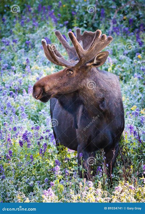 The Shiras Moose of Colorado Stock Image - Image of antler, woods: 89334741