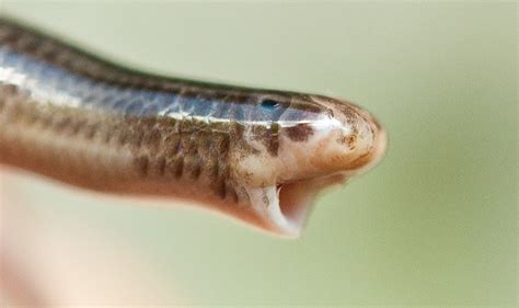 Life is short, but snakes are long: The 21st century blindsnake revolution