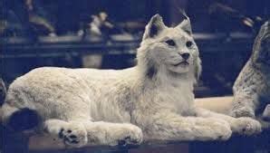 albino bobcat pictures - Google Search | Big cats, Cats, Bobcat pictures