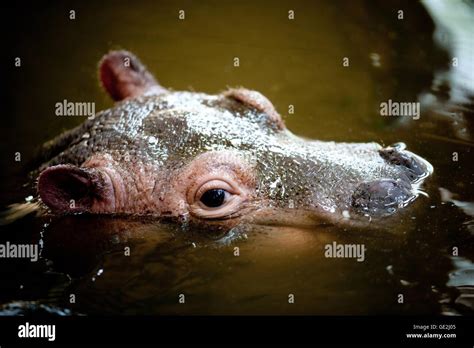 Baby hippo swimming hi-res stock photography and images - Alamy