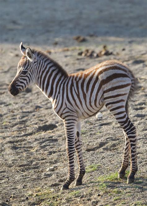 Dublin Zoo Zebra Foal - Irish Mirror Online