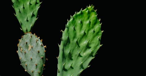 Green Cactus Plant · Free Stock Photo