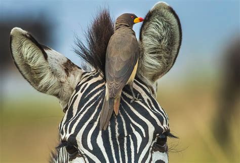 SYMBIOSIS: OXPECKER AND ZEBRA - Mind Map