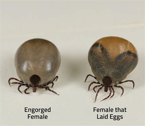 tick life cycle stages - Ina Grace