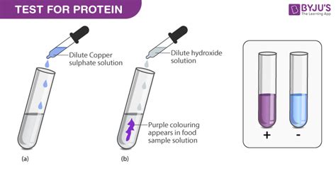 Which Reagent Is Used to Detect the Presence of Protein