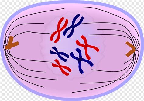 Anaphase Mitose Telophase Prometaphase Prophase, Mitose, Anaphase, Bereich, Ball png | PNGWing