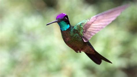 Are Hummingbirds Color Blind? - HummingbirdHobbyist