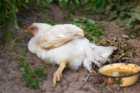 11 Common Chicken Diseases To Be Aware Of - Know Your Chickens