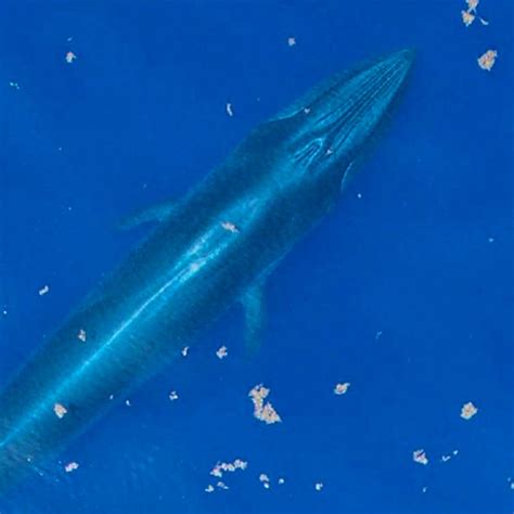 Rice's Whale Critical Habitat Fact Sheet | Defenders of Wildlife