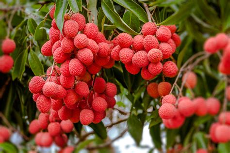 Litchi italiano | BeFruit