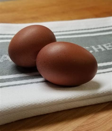 French Marans Chickens | Dark Brown Egg Layers - Fresh Eggs Daily® with ...