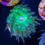 LPS Corals - Types & Care (Beginner Guide) | Reef Tank Resource