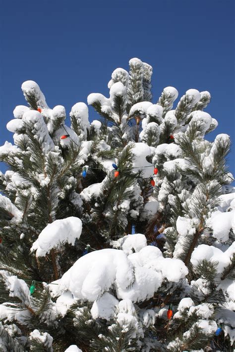 Christmas Lights on Snowy Tree – Photos Public Domain