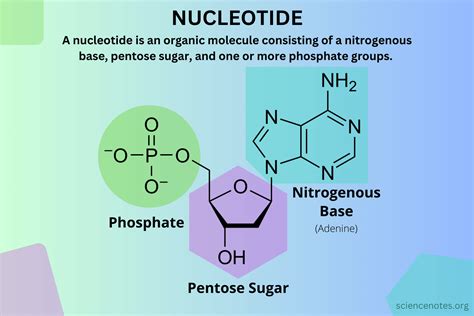 Nucleotide Definition, Structure, and Function