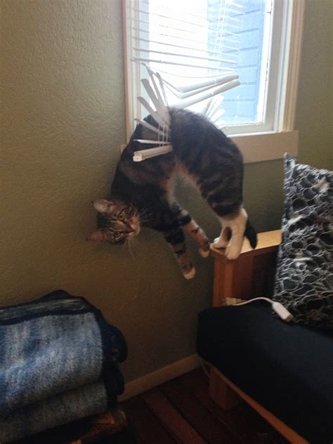 10+ Cats Who Immediately Regretted Their Poor Life Choices | Bored Panda