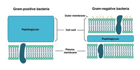 Para aprender las diferencias básicas entre la pared celular de una bacteria gram negativa y ...