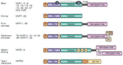 Pathogens | Free Full-Text | The Significance of Matrix Metalloproteinases in Parasitic ...