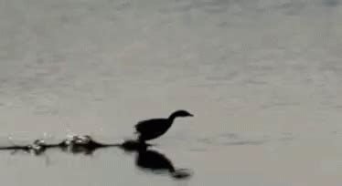 Duck Run GIF - Duck Run Water - Discover & Share GIFs