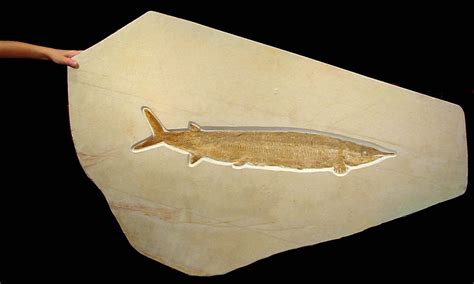 GIANT FISH FOSSIL LARGE SOLNHOFEN ASPIDORHYNCHUS ARCHITECTURAL FOSSILS