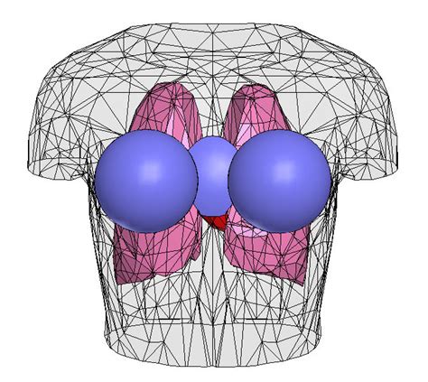 15: Human Body Model used for Simulation | Download Scientific Diagram