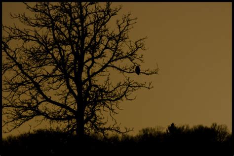 Great horned owl silhouette | Not a great picture, but I lik… | Flickr