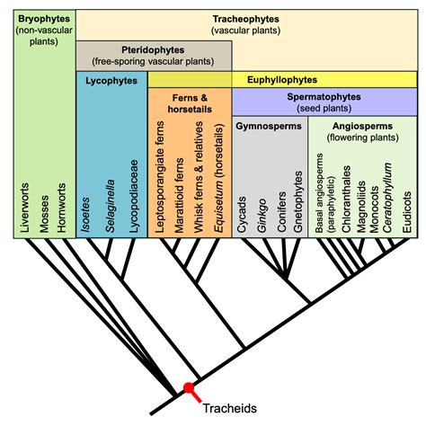 Introduction to Vascular Plant Structure | Digital Atlas of Ancient Life