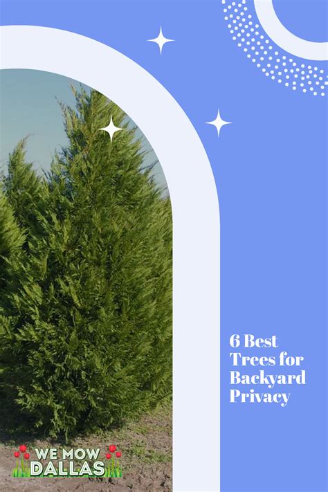 6 Best Trees for Backyard Privacy | Backyard privacy, Backyard activities, Backyard