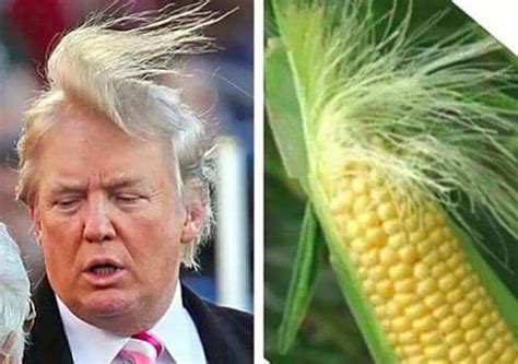 Trump Wins Brown County Fair Corn Poll… on Resemblance to Local Mogul? – Dakota Free Press