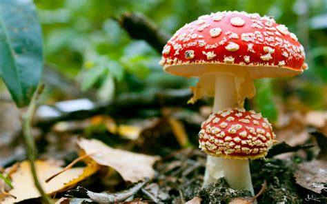 Poisonous mushrooms Amanita wallpapers and images - wallpapers ...