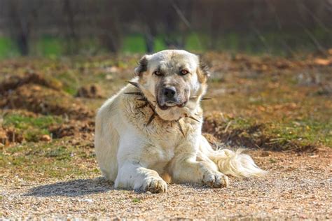 Kangal Shepherd Dog | Dog Breed Information, Pictures & Facts