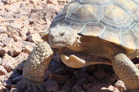 Pet desert tortoise workshops coming this year