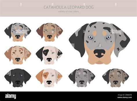 Merle catahoula leopard dog Stock Vector Images - Alamy