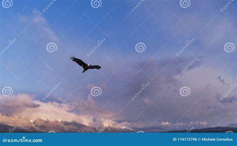 Eagle Flying in Over Mountains in Winter Stock Photo - Image of blue, flying: 174172796