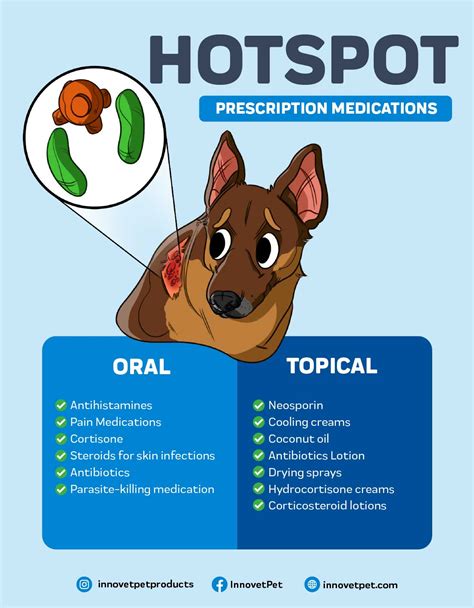 Hot Spots On Dogs: What To Look For And How To Treat Them – Innovet Pet