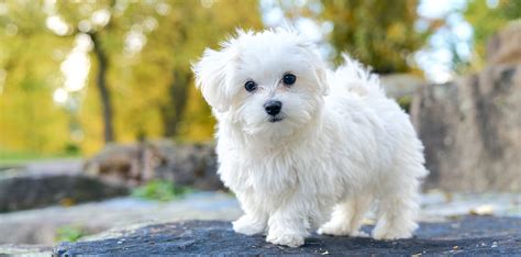 Maltese Breeders Australia | Maltese Info & puppies