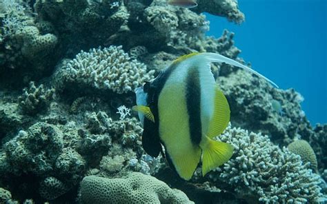 Eilat coral reef defies expectations and regenerates after fish farming ...