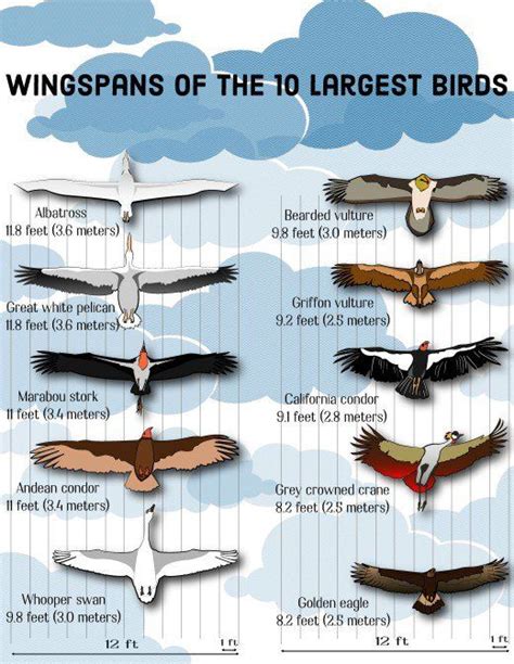 Top 10 Largest Birds on Earth | Wingspans | Birds, Bird facts, Pet birds