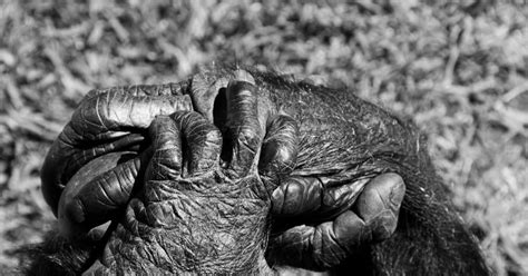 the foto fanatic: Gorilla hands