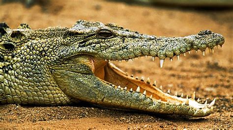 The king Croc - Nat Geo Wild Animals Channel Documentary | Crocodile ...