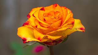 Bi Color Rose | Jaya's Garden | Thangaraj Kumaravel | Flickr