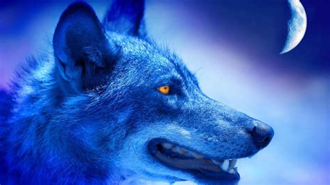 Blue wolf wallpaper - SF Wallpaper