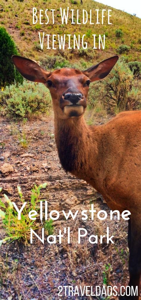 Experiencing the Best Wildlife Viewing in Yellowstone National Park