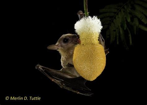 Loss of Nectar Bats Threatens Durian Farmers - Merlin Tuttle's Bat Conservation